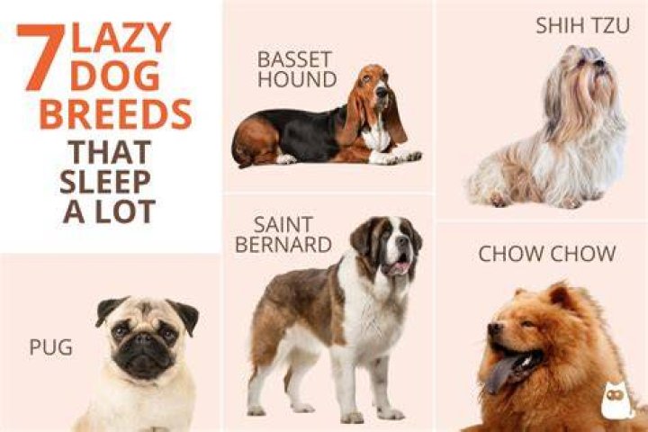 8 Dog Breeds That Will Let You Sleep In